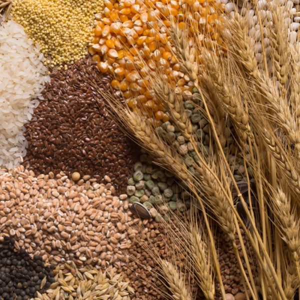 a selection of grains