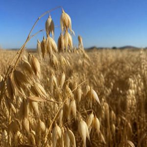 wholesale-granola-in-Australia-made-with-locally-grown-oats