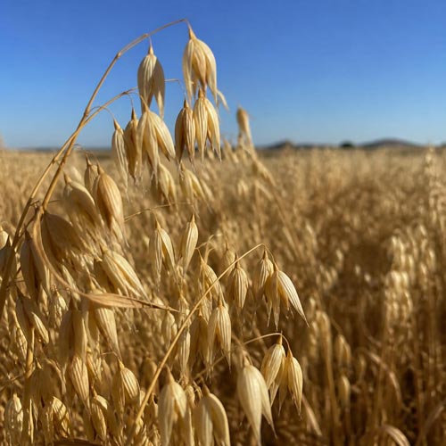 wholesale-granola-in-Australia-made-with-locally-grown-oats